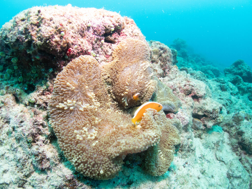 沖縄 ダイビング