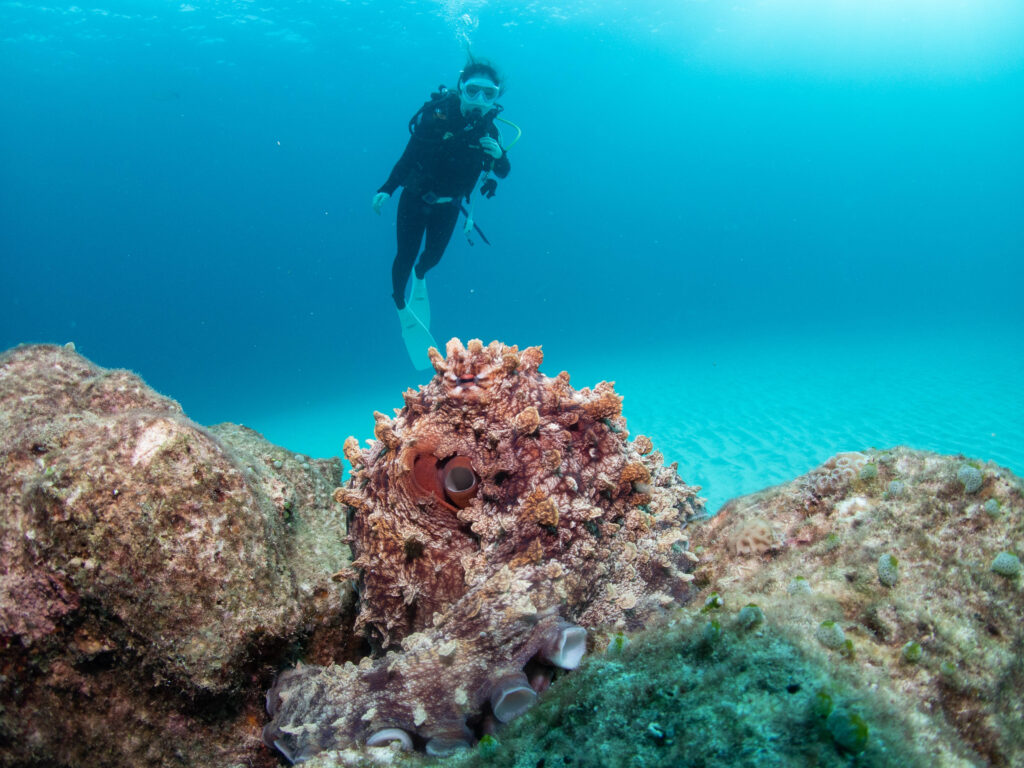 万座　ファンダイビング