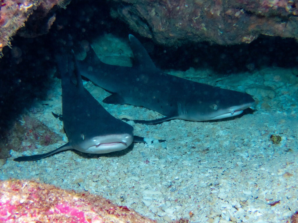 万座　ファンダイビング