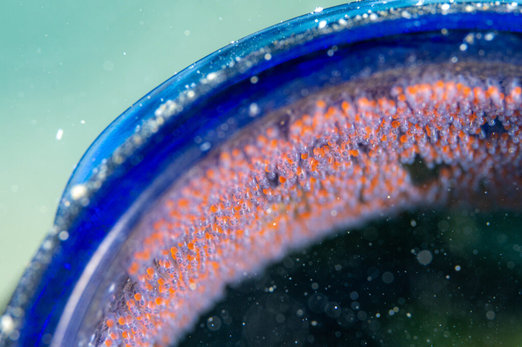 ナカモトイロワケハゼ　イシキリ