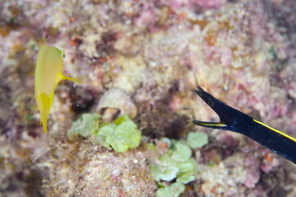 ハナヒゲウツボ　イシキリ