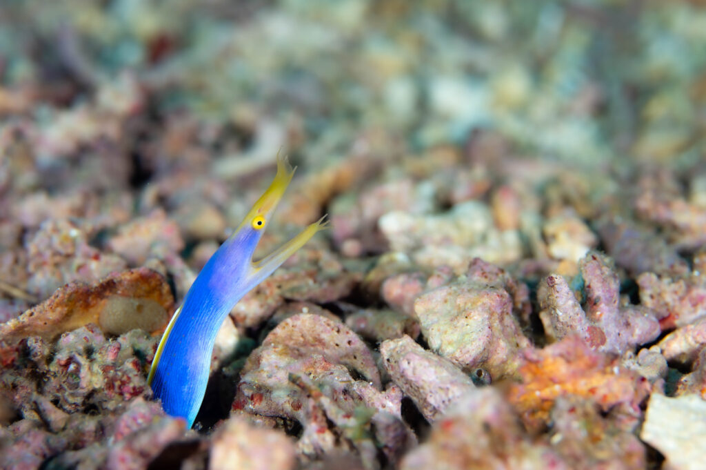 ハナヒゲウツボ　イシキリ