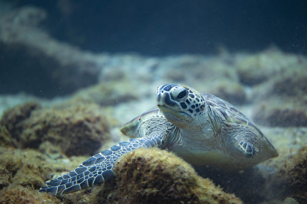 イシキリ　ウミガメ