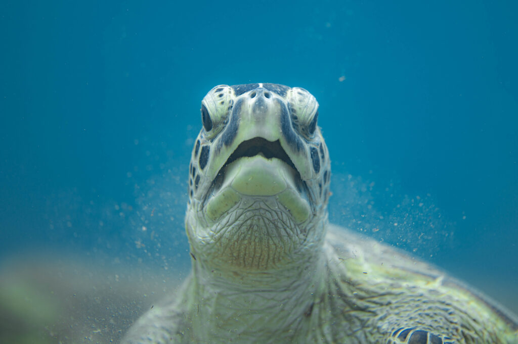 沖縄　ウミガメ