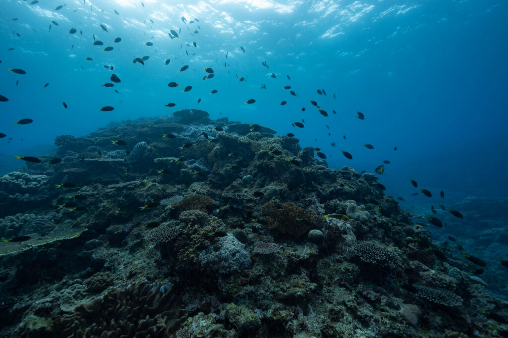 沖縄 ダイビング