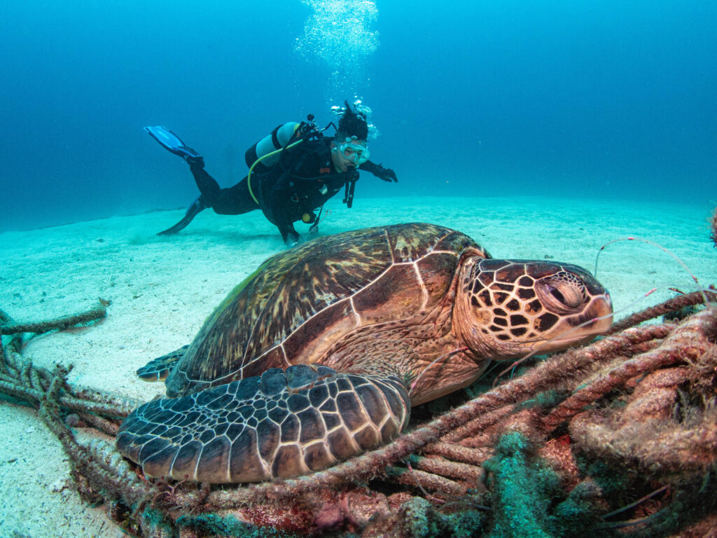 恩納村 ダイビング