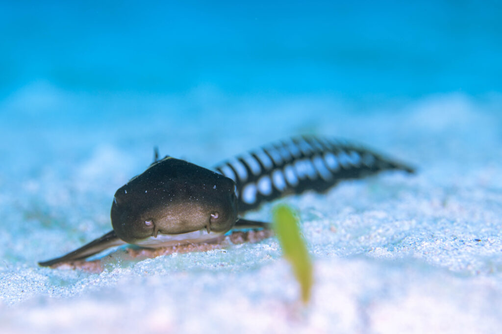 イシキリ トラフザメ