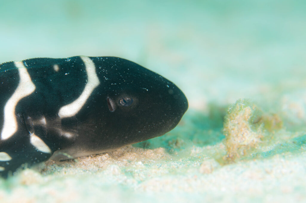 沖縄 トラフザメ