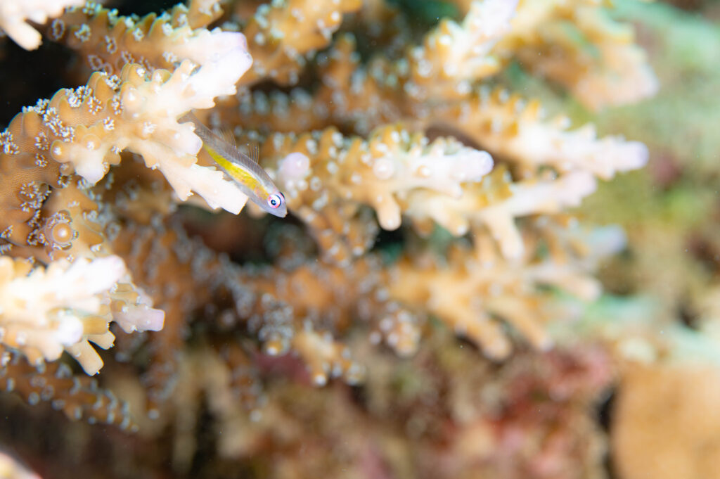 ゴリラチョップ アカメハゼ