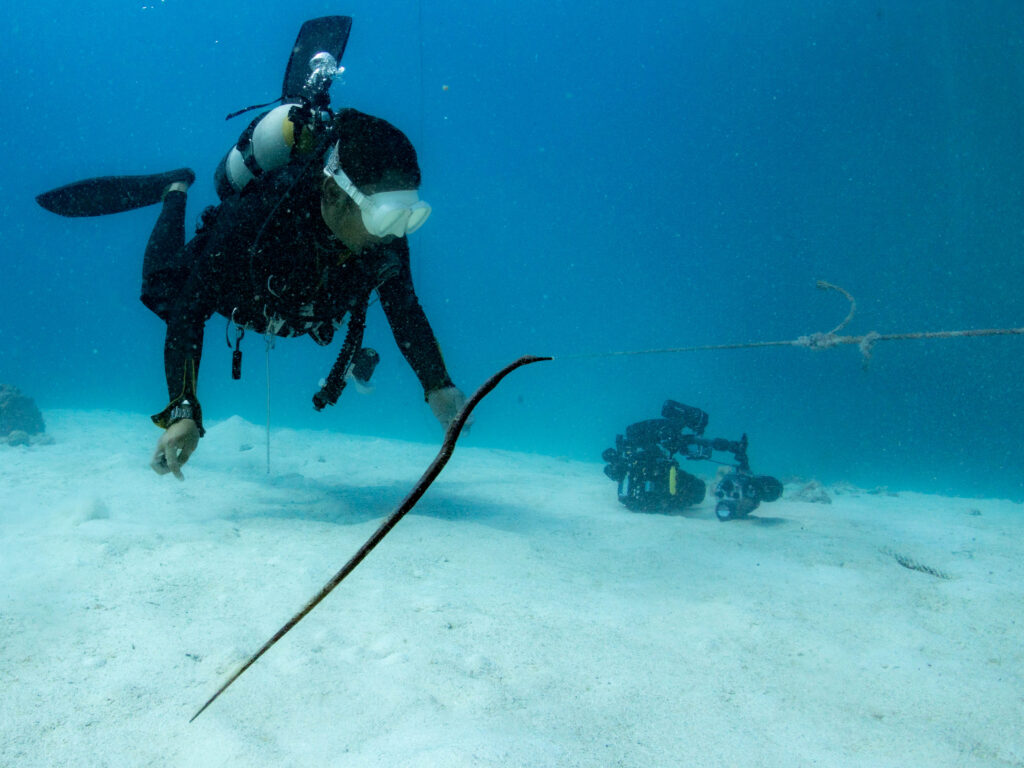 ゴリラチョップ ワカヨウジ