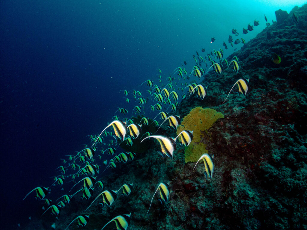 万座 ダイビング