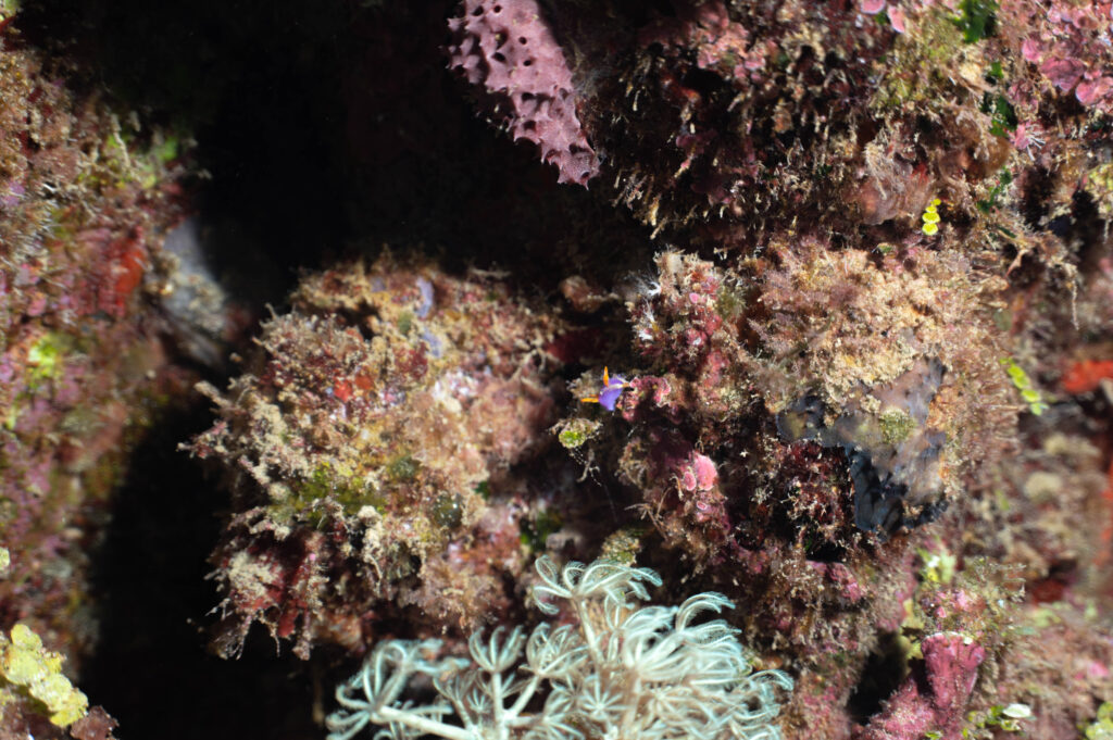 ムラサキウミコチョウ 沖縄
