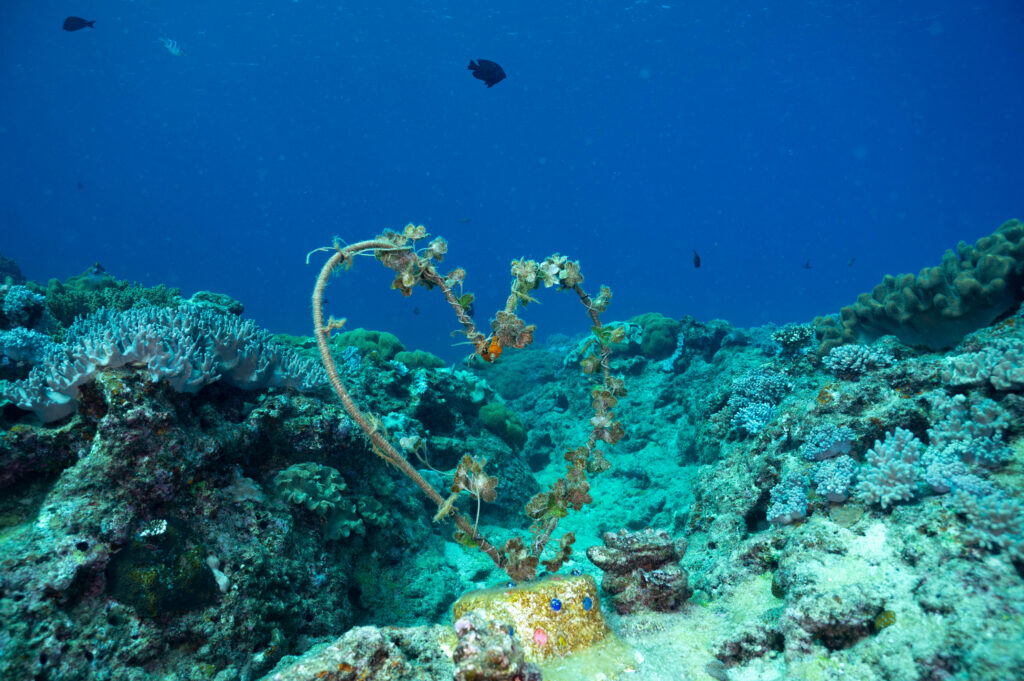 沖縄 ダイビング