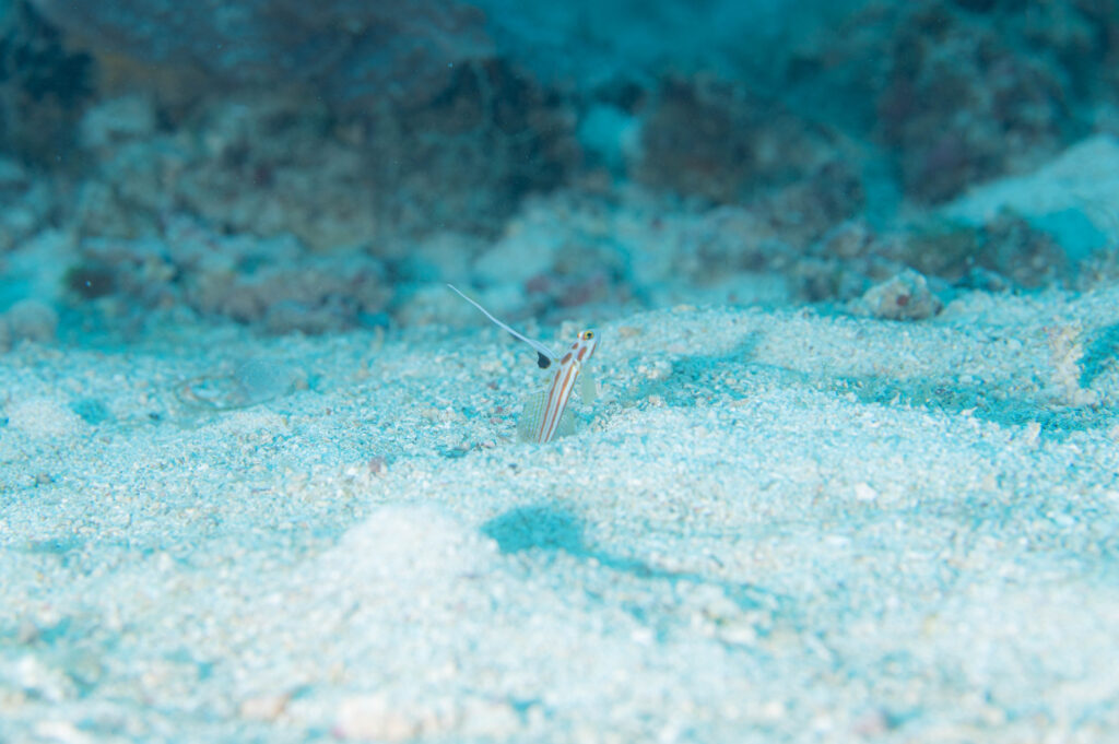 真栄田岬　ダイビング