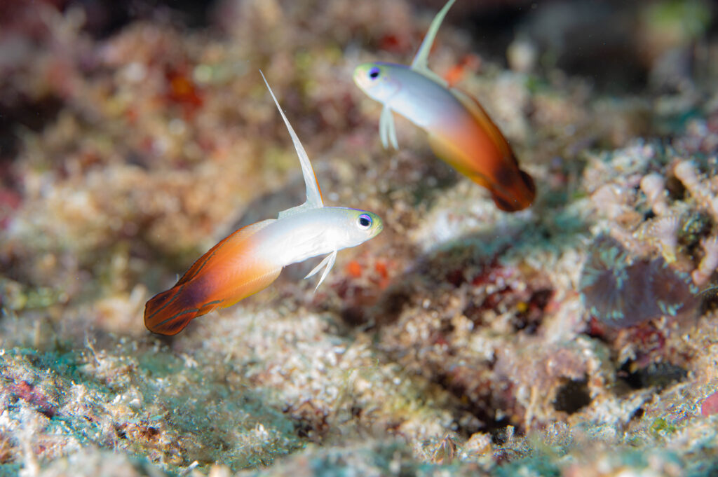 真栄田岬　ダイビング