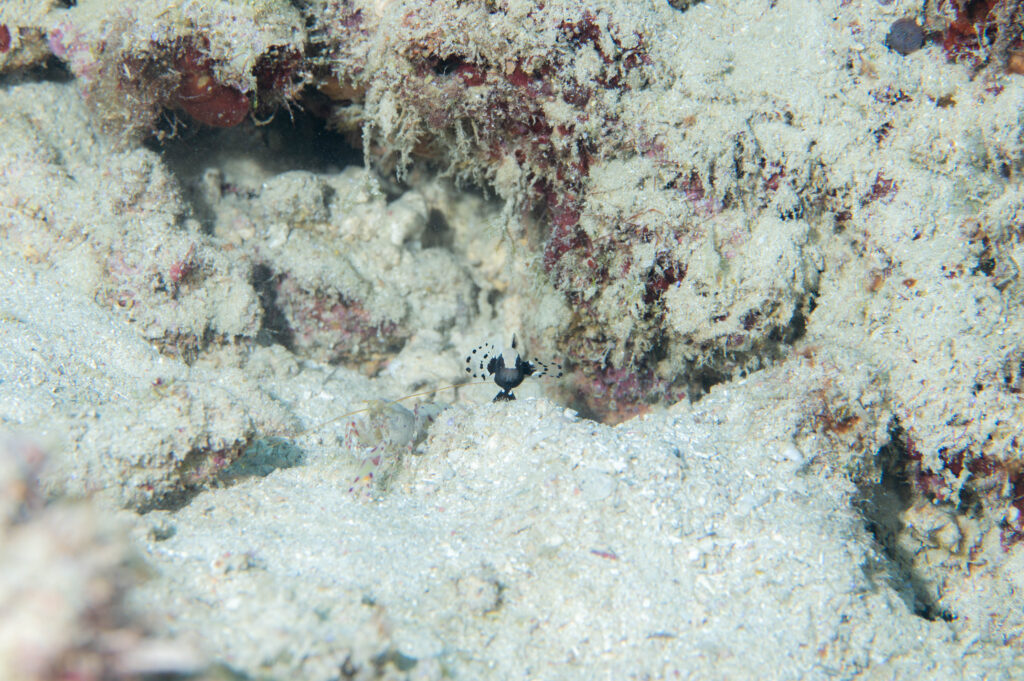 真栄田岬　ダイビング