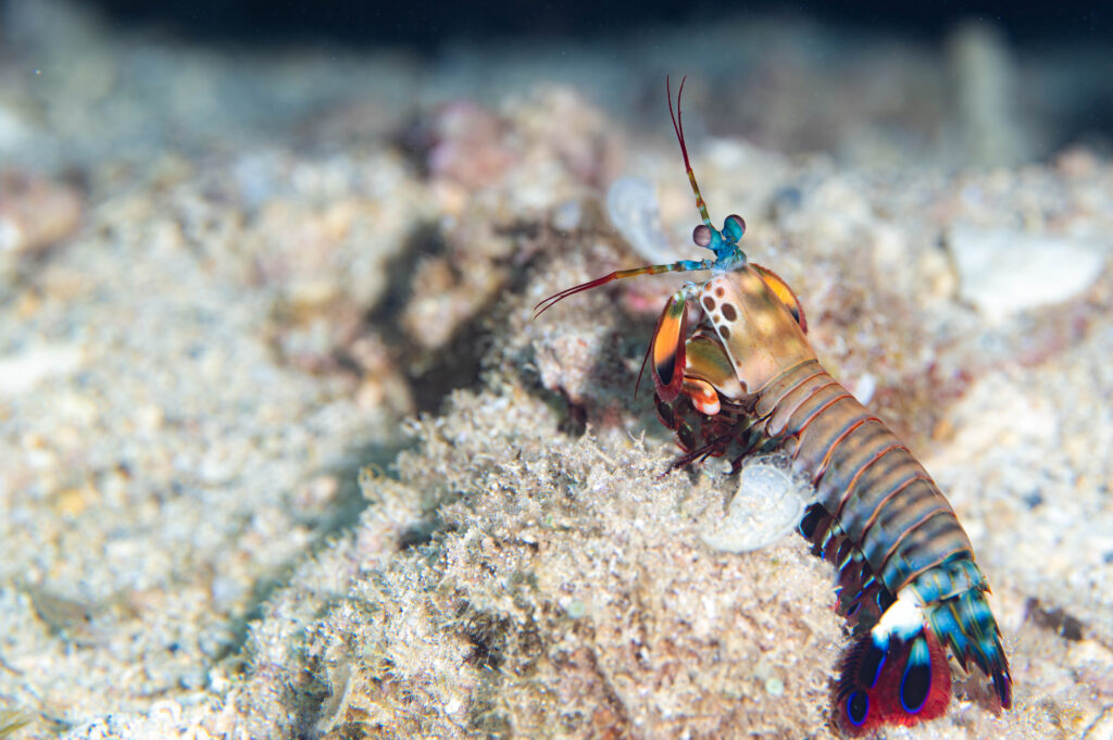 イシキリ　モンハナジャコ