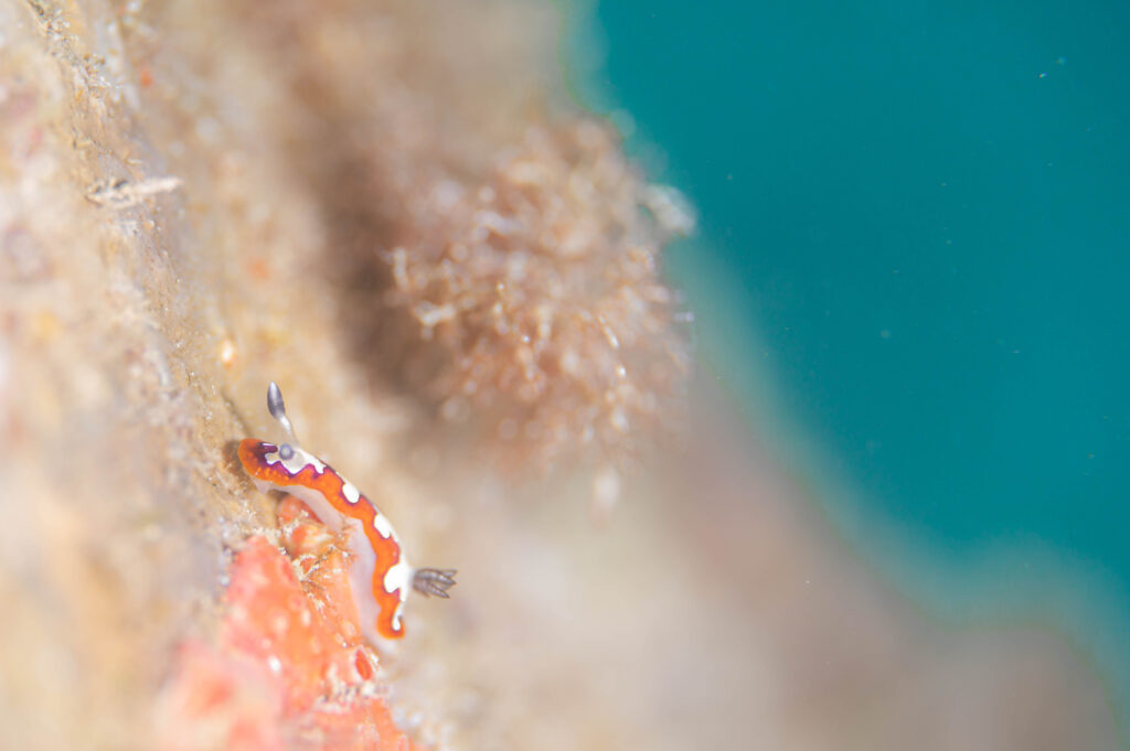 ゴリラチョップ　フジナミウミウシ