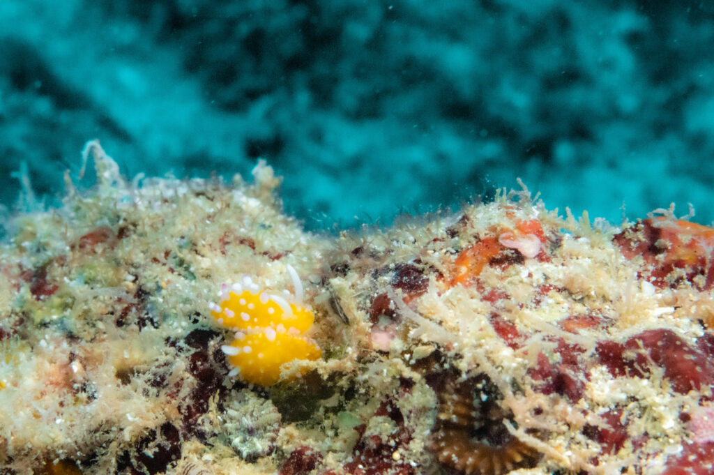 ゴリラチョップ　イガグリウミウシ