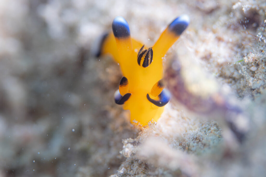 ゴリラチョップ　ウデフリツノザヤウミウシ