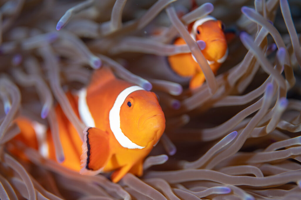 真栄田岬 カクレクマノミ