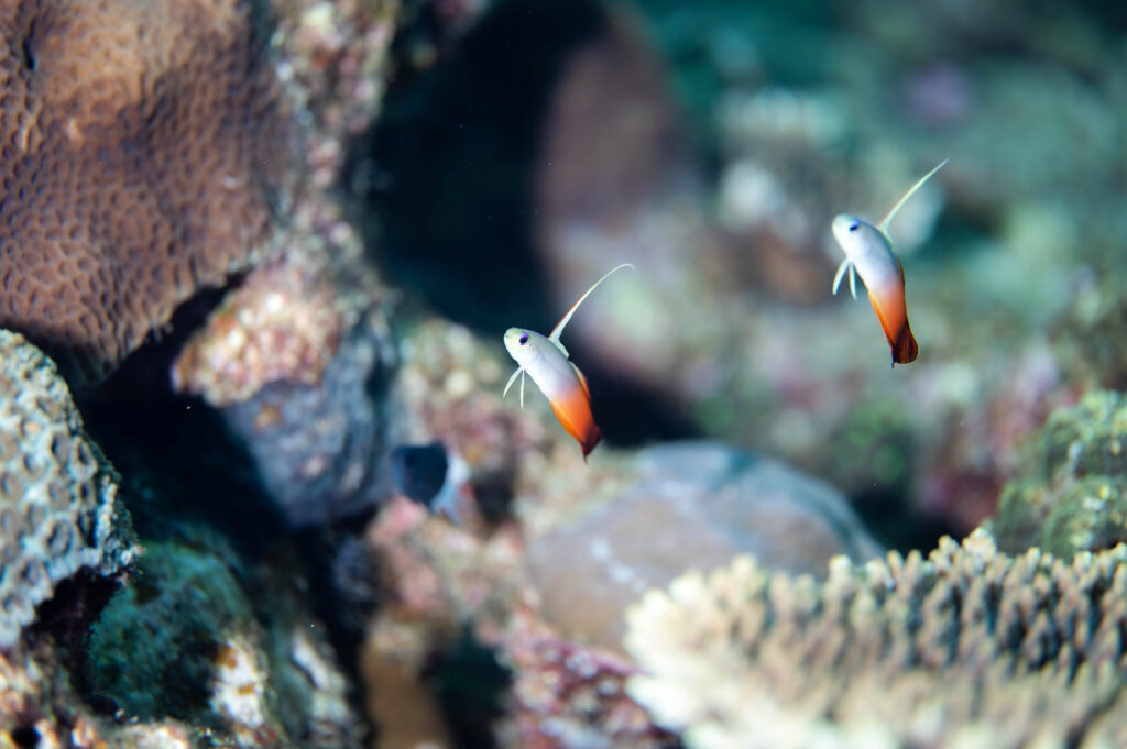 真栄田岬 ハタタテハゼ
