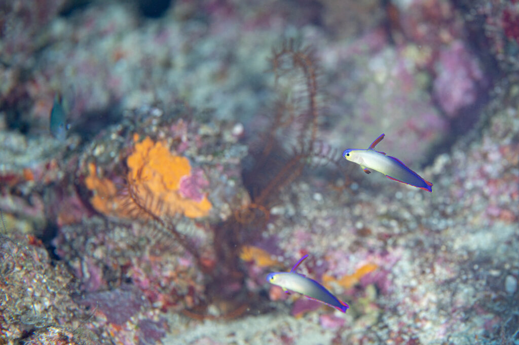 辺戸岬 アケボノハゼ