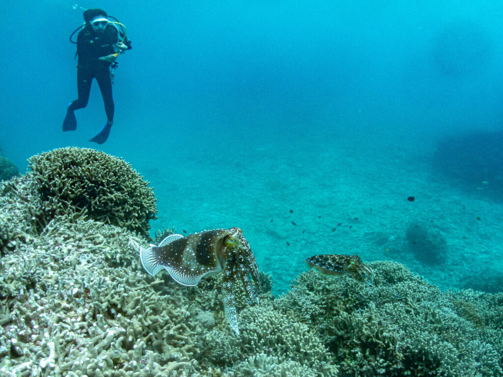 瀬底島 コブシメ 産卵
