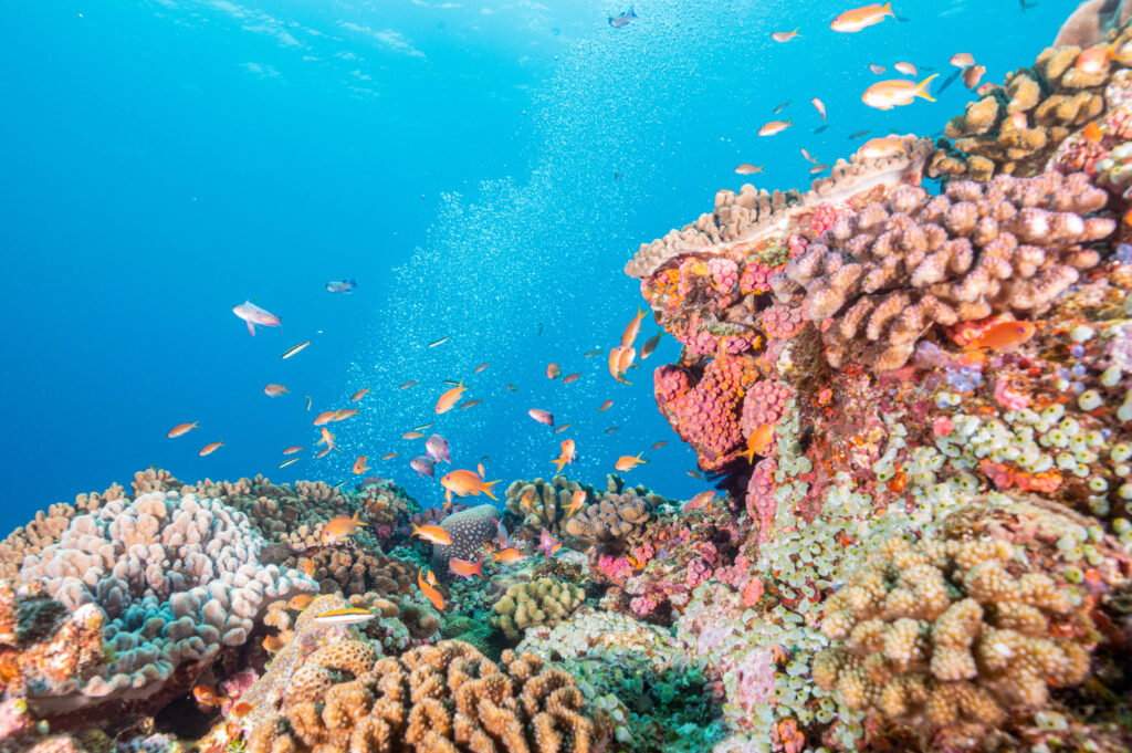 辺戸岬 ダイビング