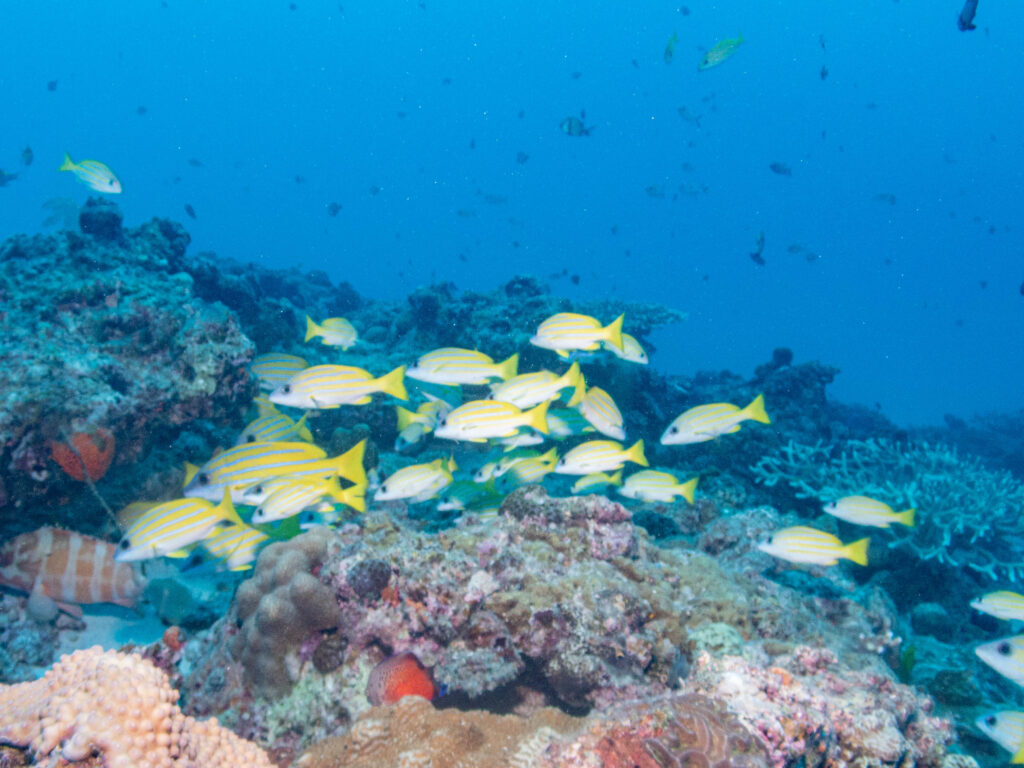 水納島 ダイビング