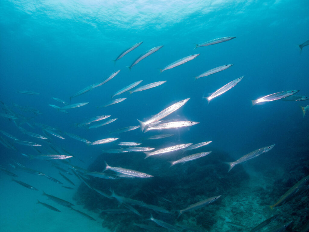 残波 ダイビング