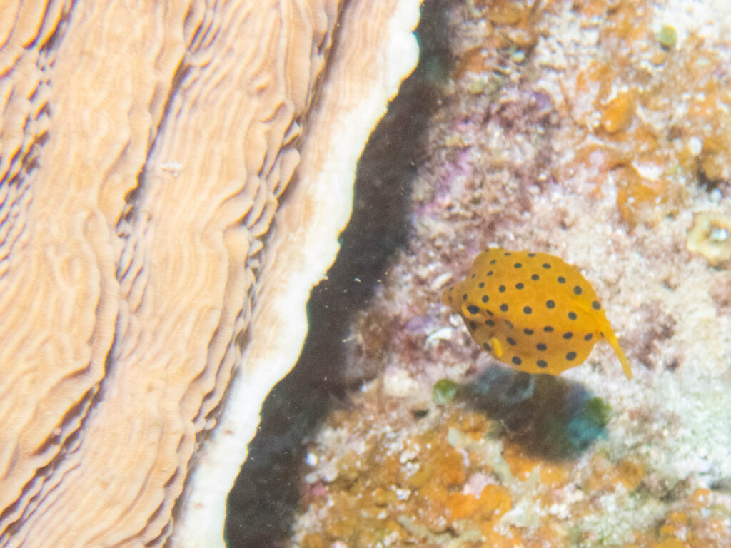 水納島　ダイビングライセンス