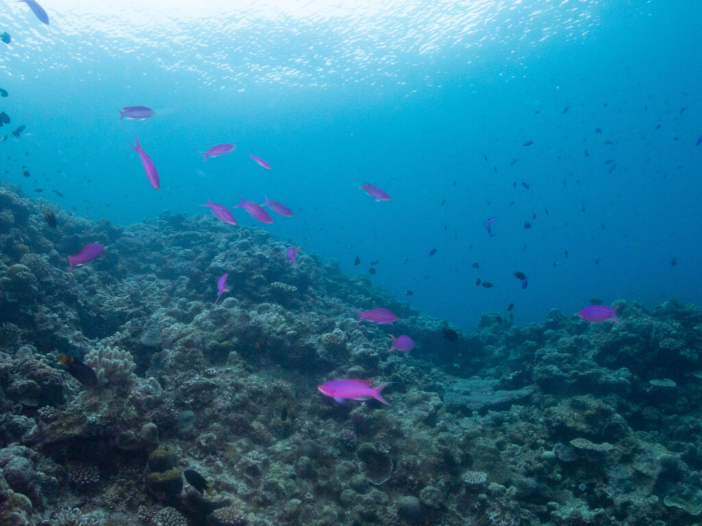 水納島　ダイビングライセンス