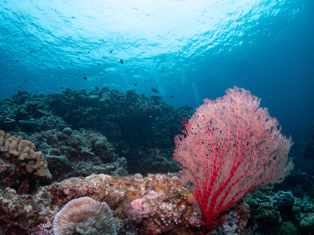 水納島 ダイビング