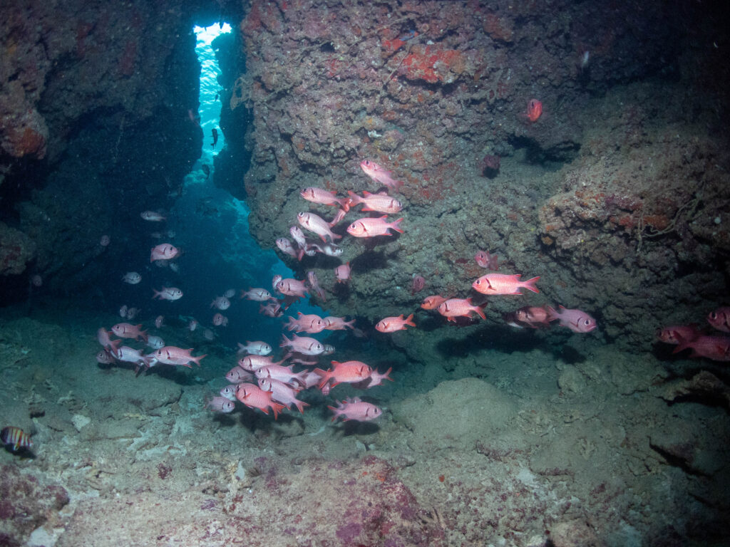 水納島 ダイビング