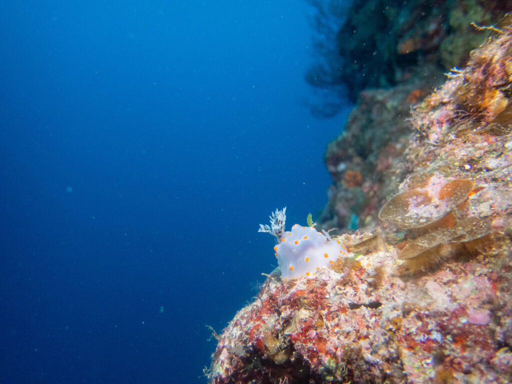 万座 コンペイトウウミウシ