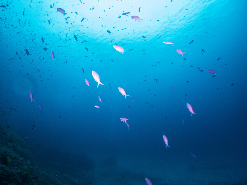 慶良間 ダイビングライセンス