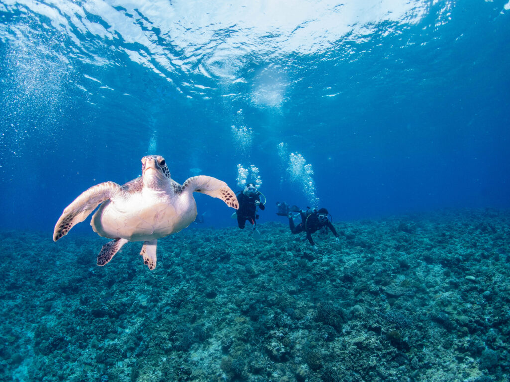 慶良間 ウミガメ