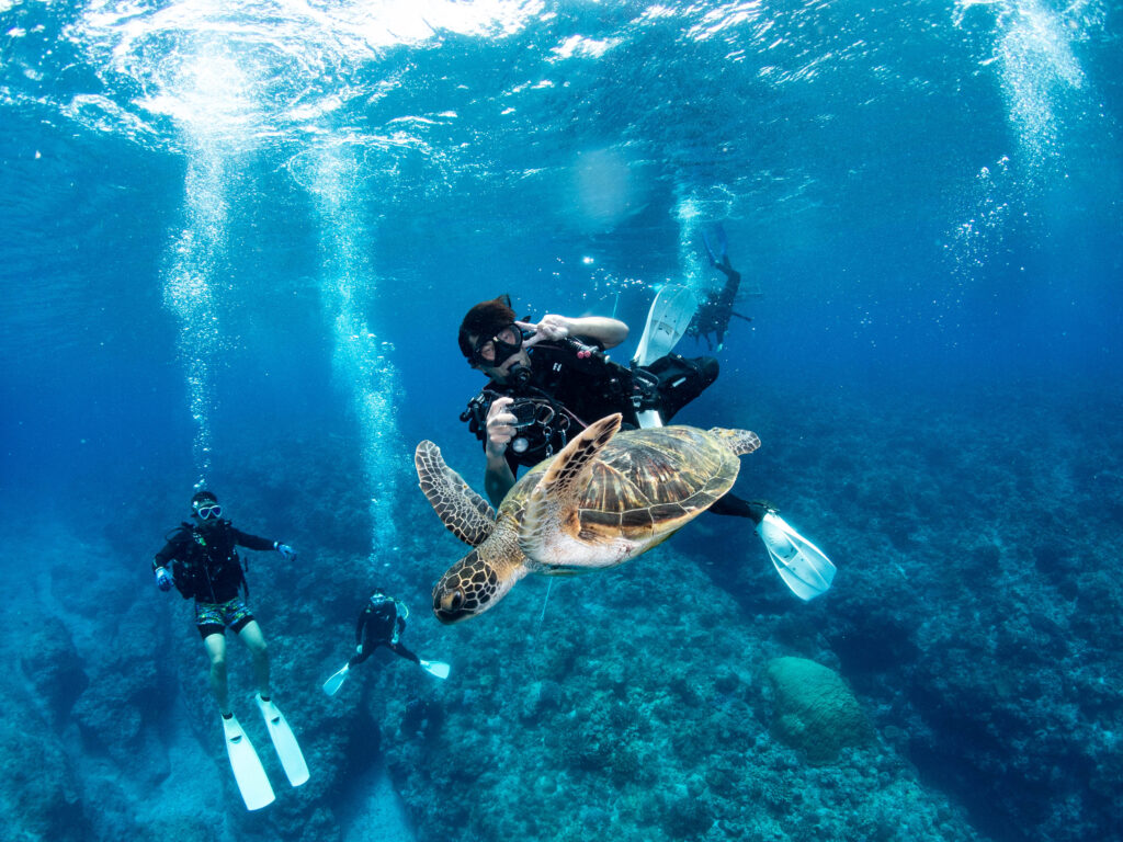 慶良間 ウミガメ