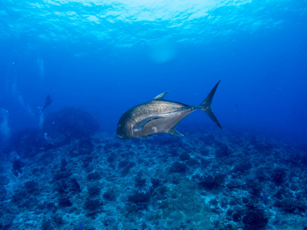 慶良間 ダイビング