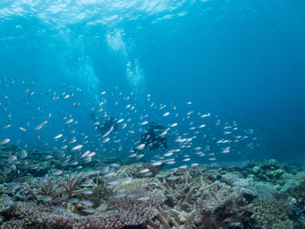 沖縄　ダイビングライセンス