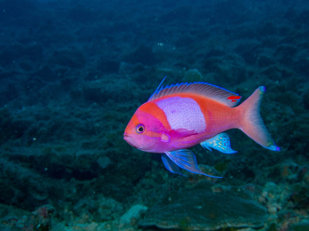 沖縄　ダイビングライセンス