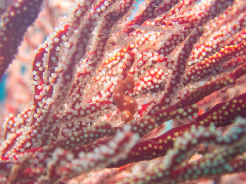 沖縄　ダイビングライセンス