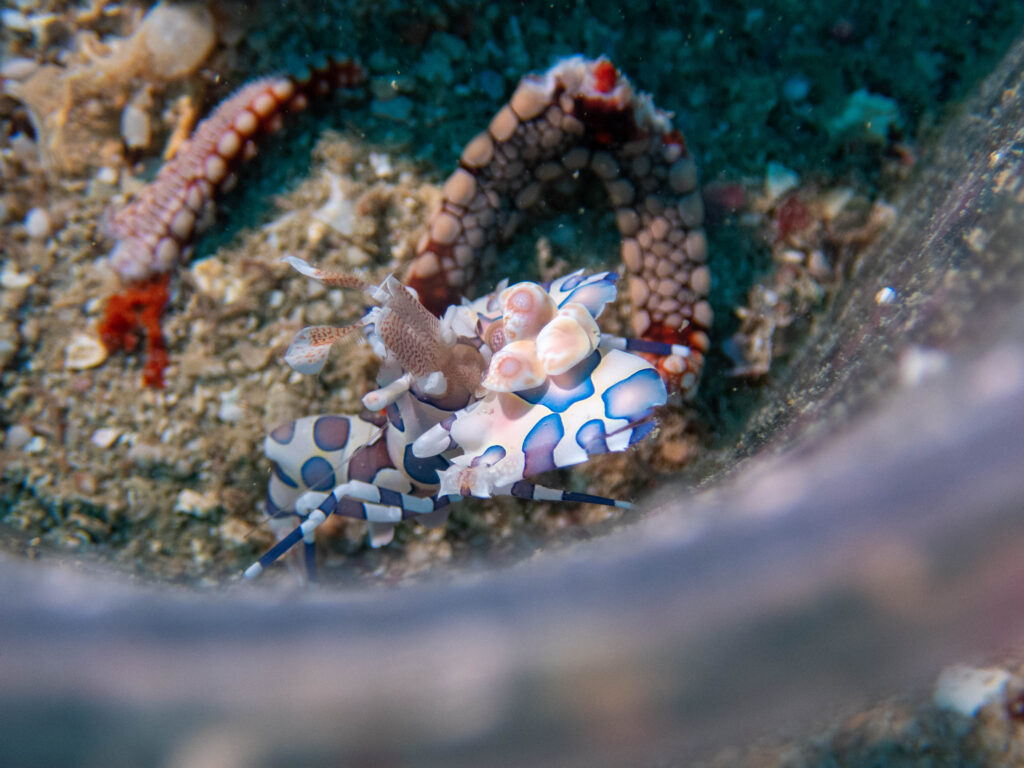 沖縄 ダイビング