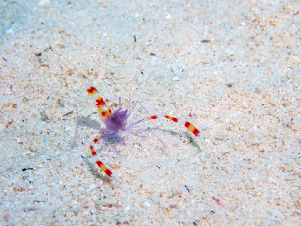 万座 ダイビング