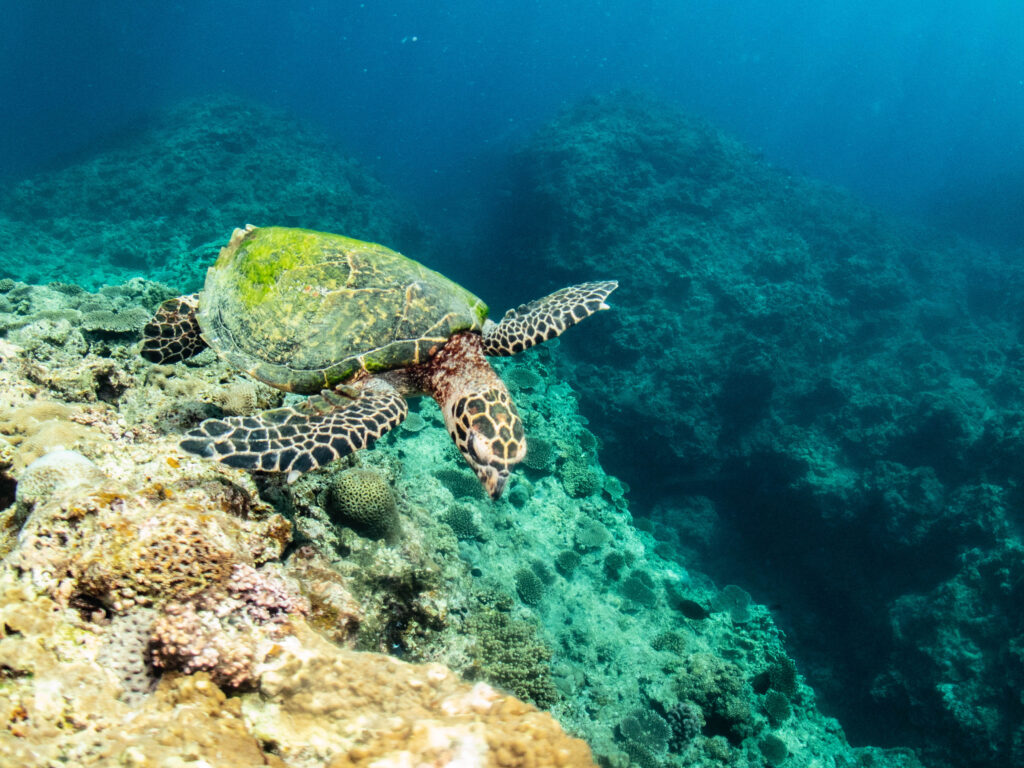 万座　ダイビング