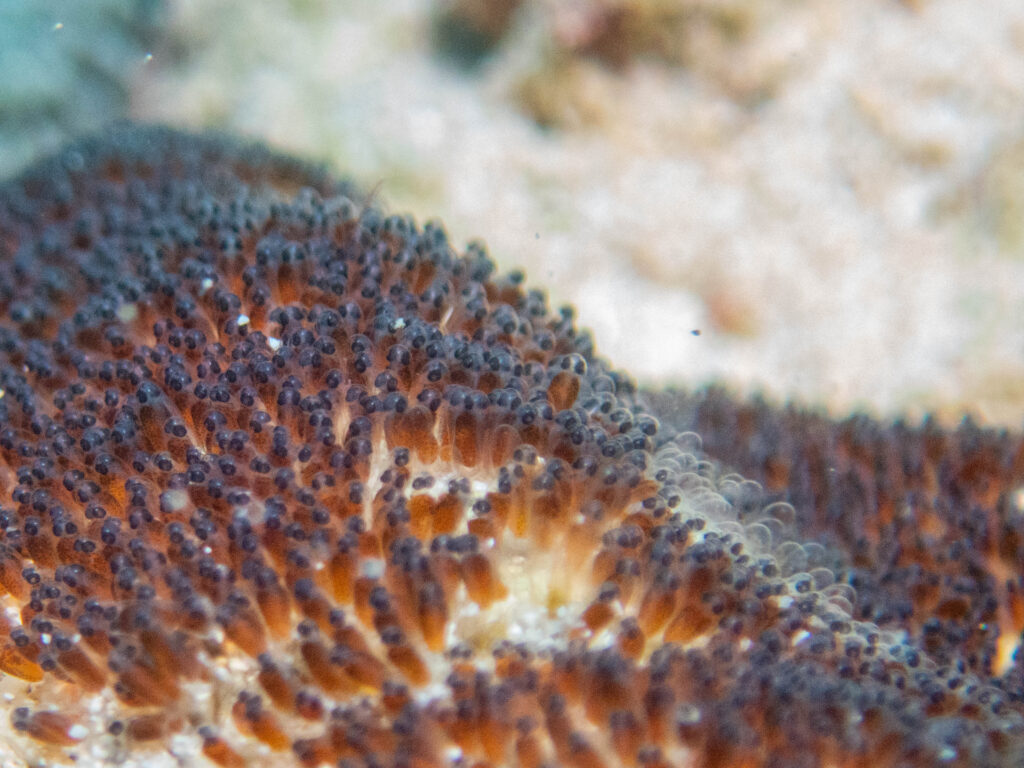 沖縄　ダイビングライセンス