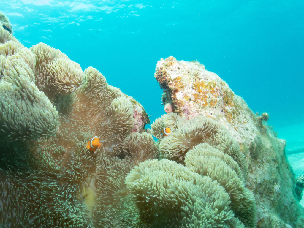 沖縄　ダイビングライセンス