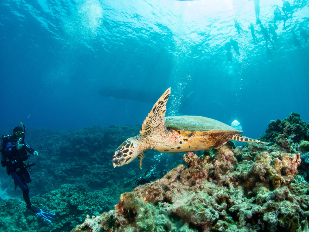 慶良間　ウミガメ