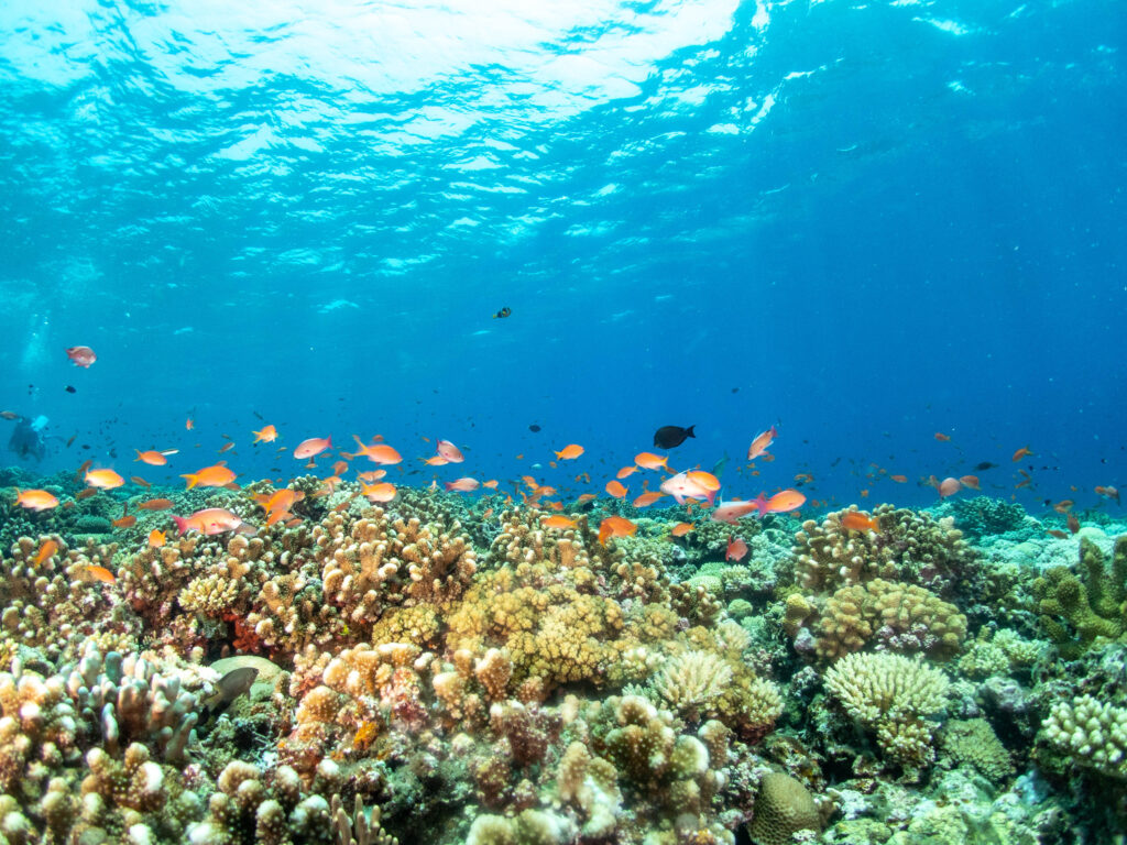 慶良間　ダイビング